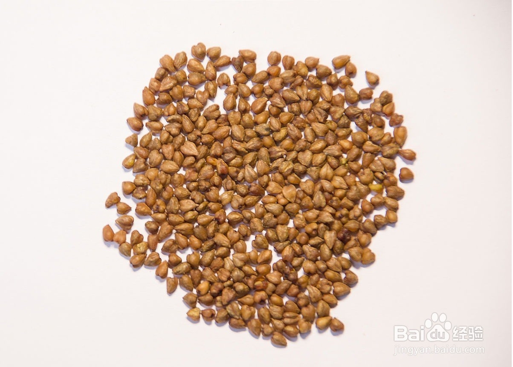 如何鉴别硒谷苦荞茶的好坏?