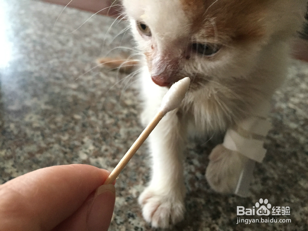 猫咪有猫癣怎么办