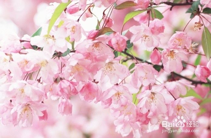 南宁800人扎堆赏樱花,如何安全赏樱花