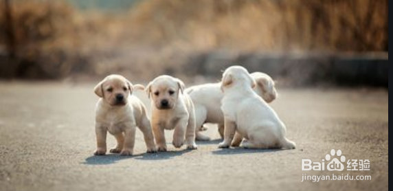 拉布拉多犬身上有股味道怎么去除呢