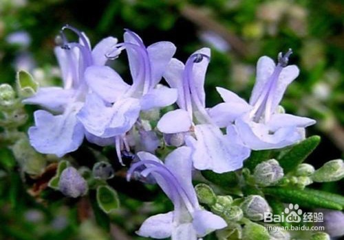 迷迭香的养殖方法和注意事项