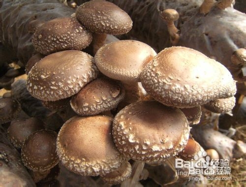 蚂蜂网告诉你冬季哪些美食让您快速减肥