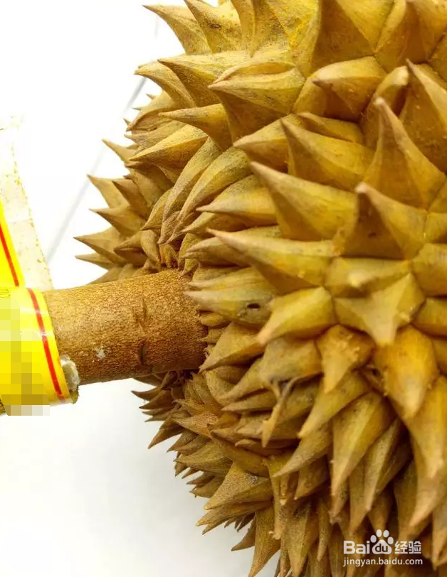 购买榴莲时如何挑选好的榴莲？