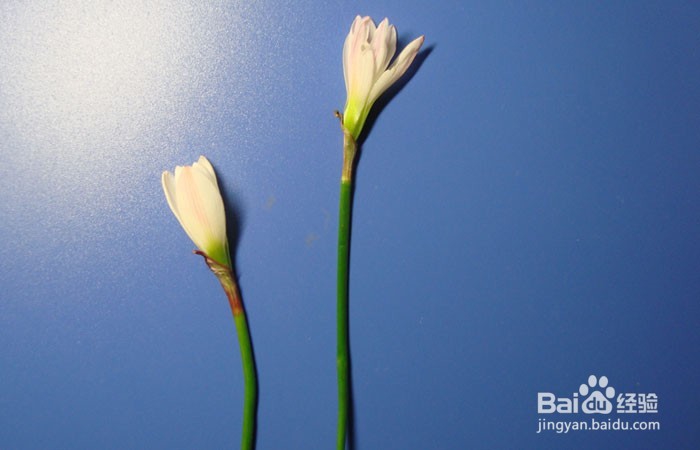 植物艺术画拼装旅行中的女孩