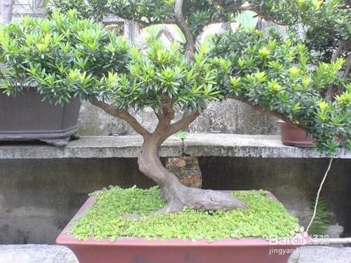 罗汉松的养殖方法和注意事项