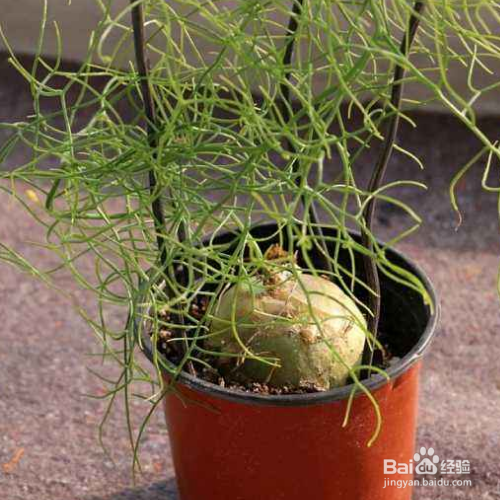 大苍角殿的养殖技巧和注意事项