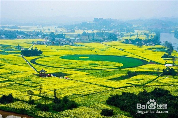 重庆赏花地图最全攻略必收藏-莫辜负这大好春光
