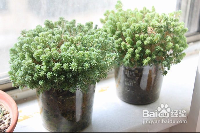 三伏天，损失惨重