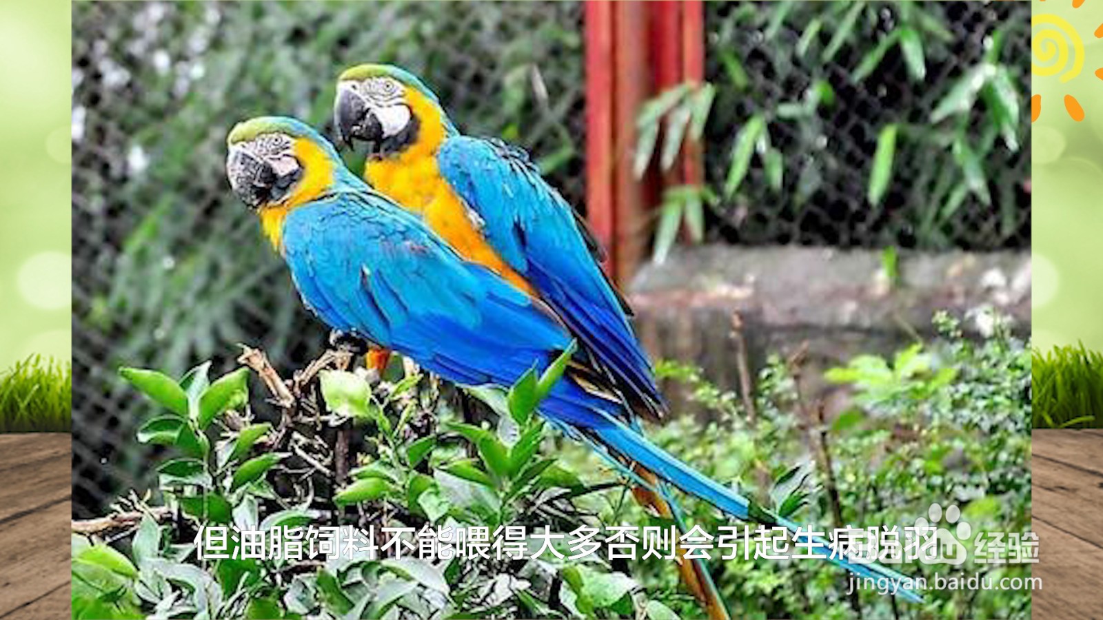 鹦鹉吃什么食物最好