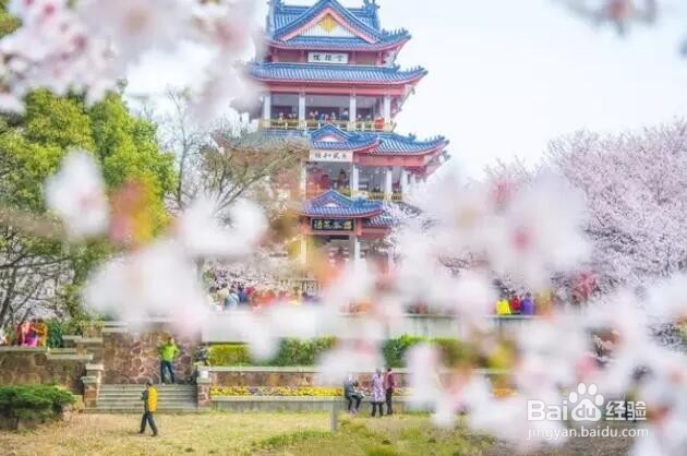 国内赏樱攻略大全