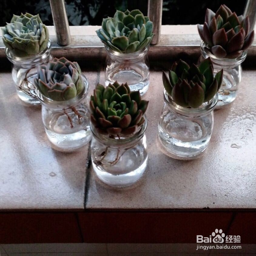 懒人植栽怎样水培多肉