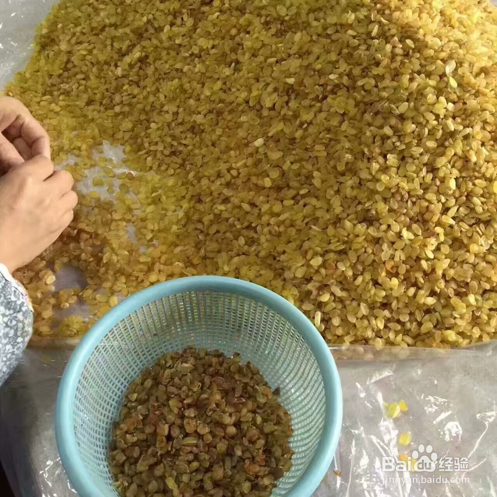 皂角米烘干机的使用,皂角烘干机的烘干色泽