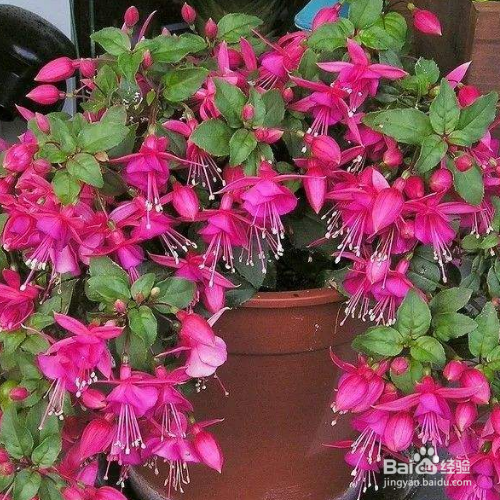 倒挂金钟花怎么养？