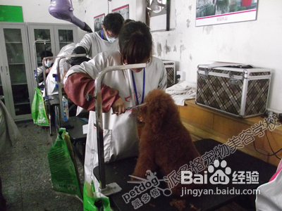 贵宾犬美容要点