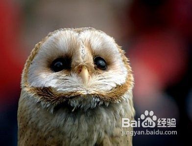 4个提高摄影水平的建议