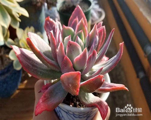 多菌灵怎样给多肉土壤消毒