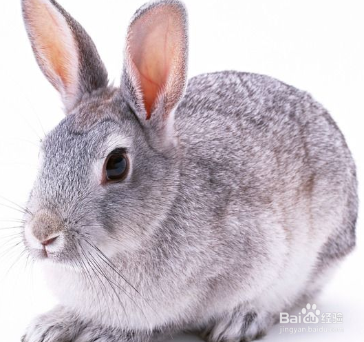 怎么养兔子，可爱的兔兔哟