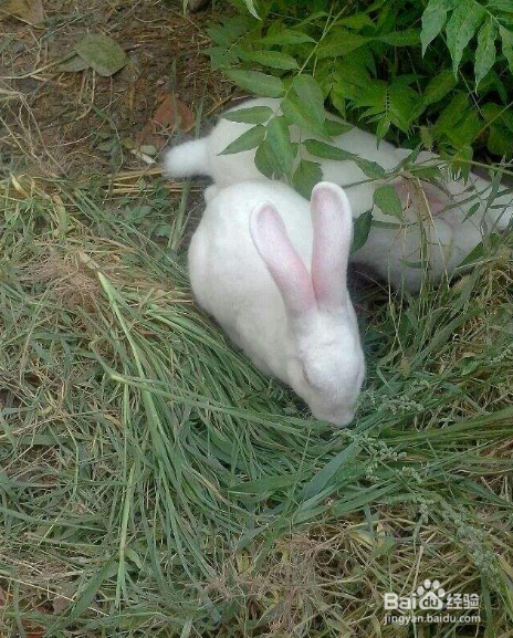 中国白兔怎么养