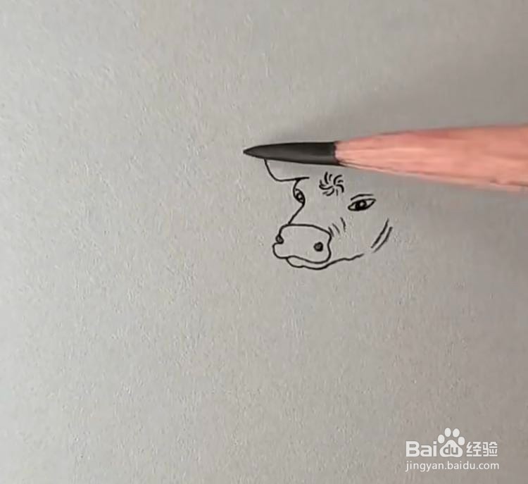 勤劳朴实的牛怎么画