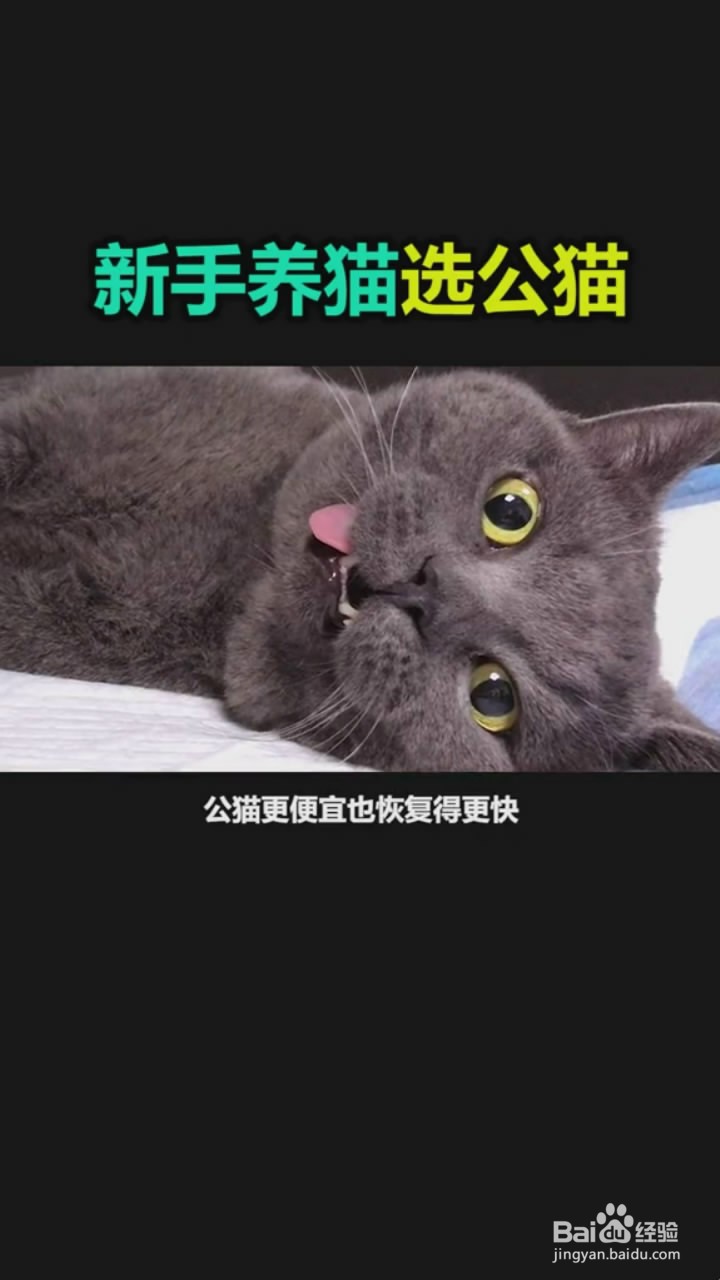 新手养公猫有哪些好处