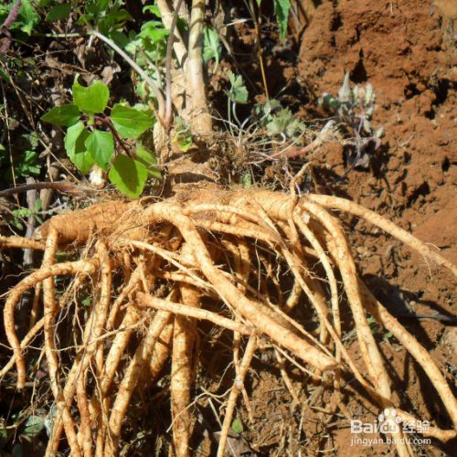 种植白芷需要哪些？