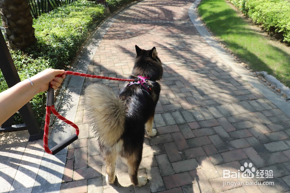 狗狗牵引绳的正确使用方法