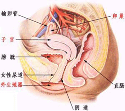 盆腔炎该做的检查