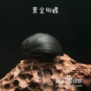 黑金刚螺如何饲养
