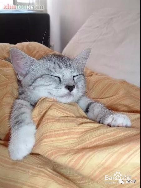 猫咪的生活习性