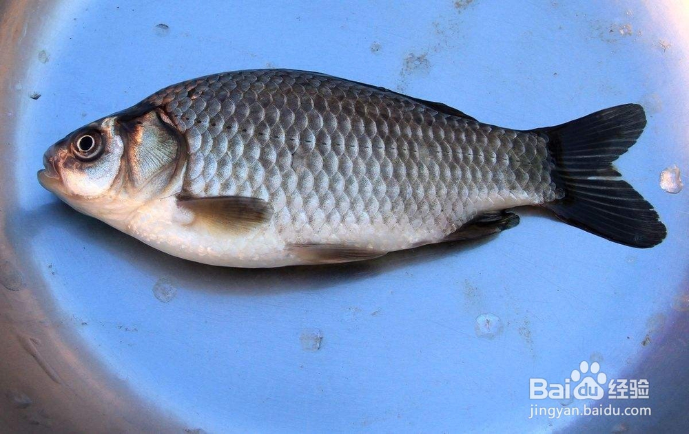 参元宝具有补肾的鲫鱼粉丝山药煲