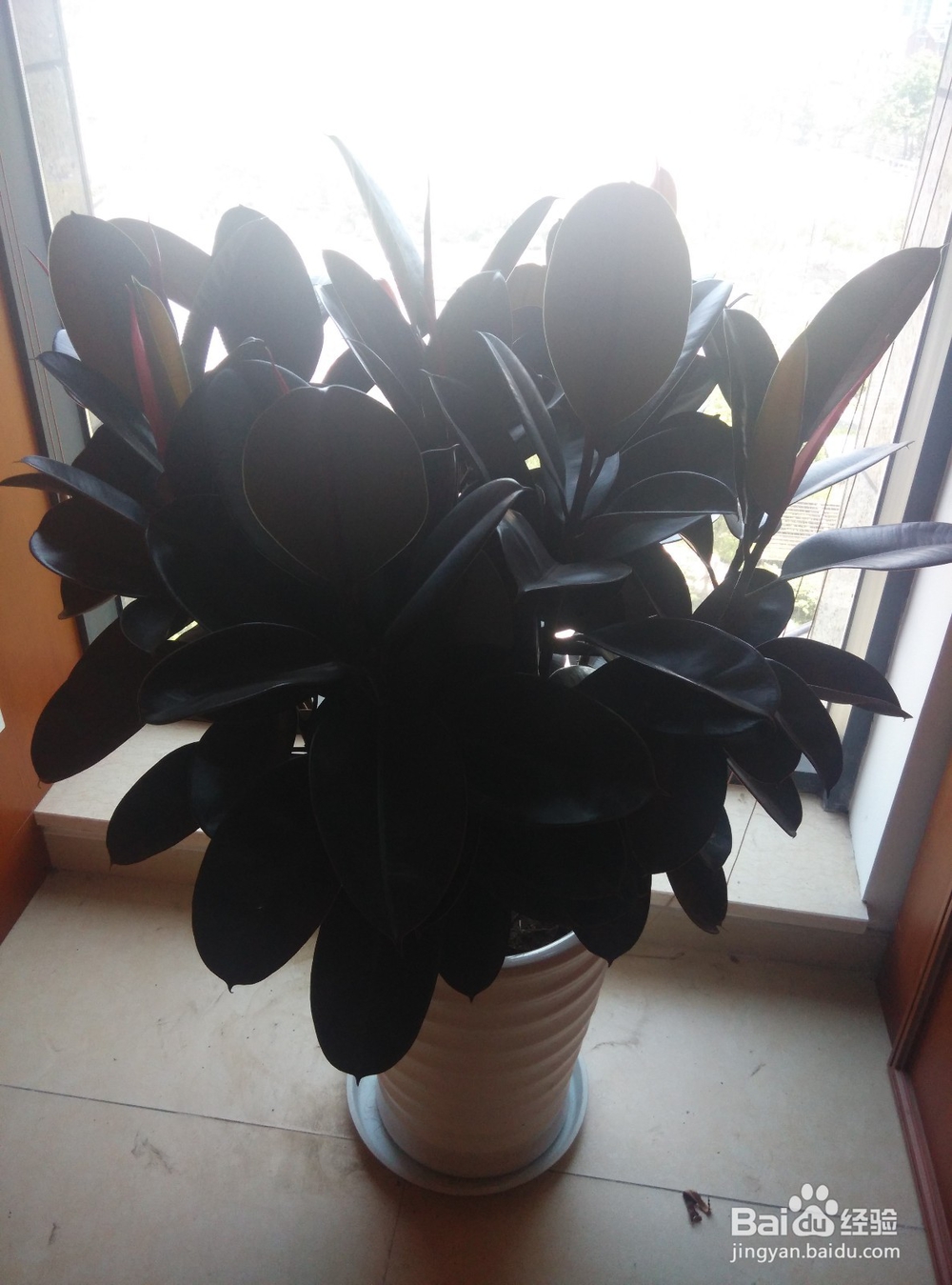 告诉你苏州人怎么过冬至