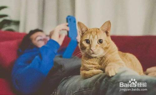 怎么安抚陌生环境的猫咪呢---卫仕营养膏
