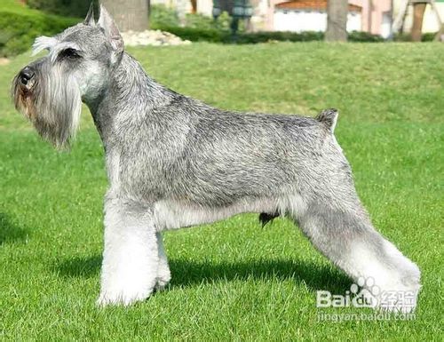 怎么选迷你雪纳瑞幼犬