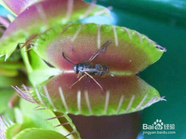 食蝇草怎么养护