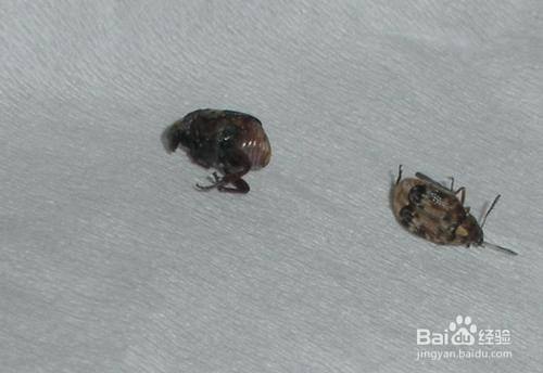 厨房好多小飞虫怎么办