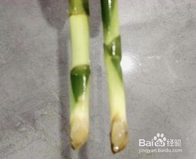 富贵竹怎么水养容易长根?