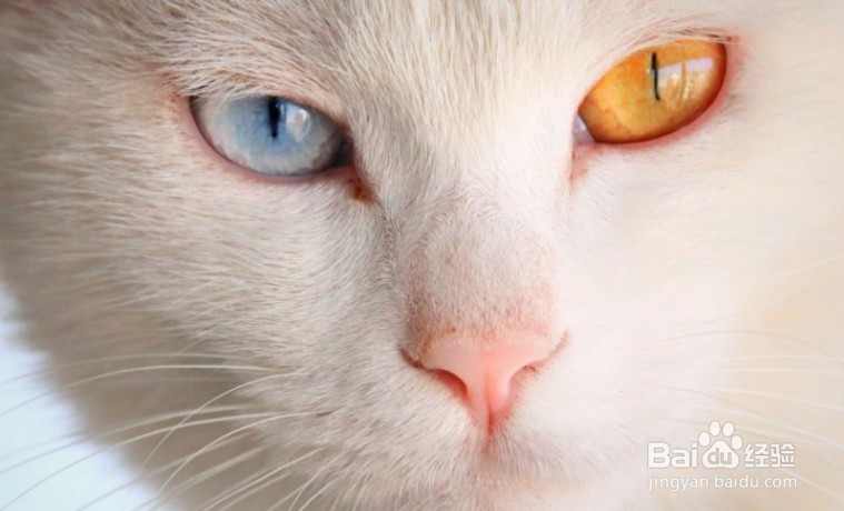 怎么判断是不是猫藓?