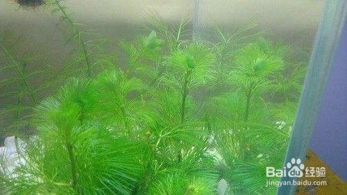 金鱼藻怎么养 百度经验