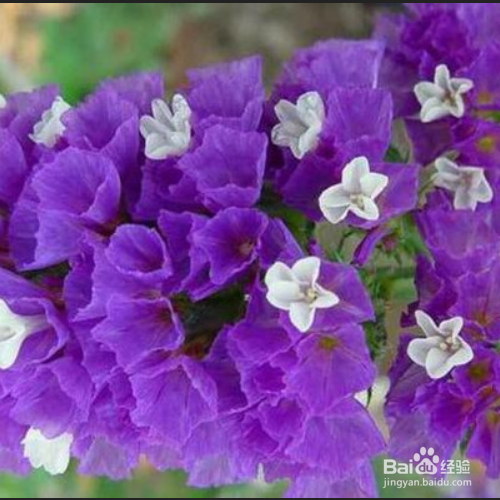 勿忘我春天可以种吗？