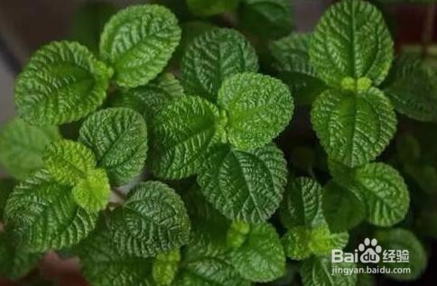 吸毒草和薄荷的区别