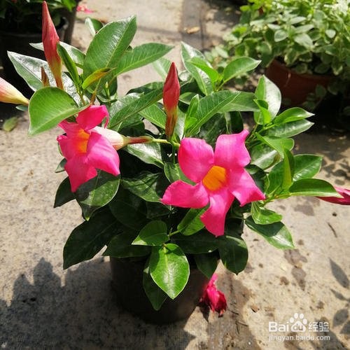 盆栽飘香藤冬天怎么养