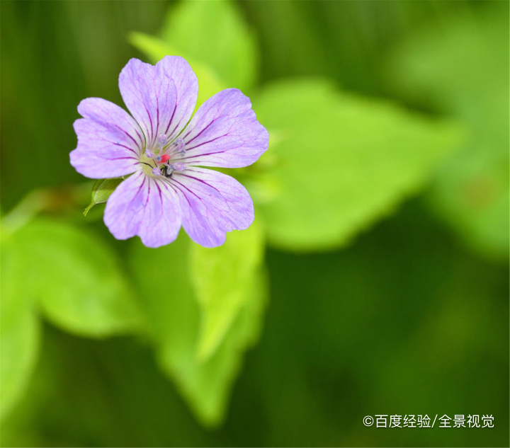 哺乳期能吃鱼腥草吗