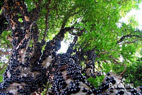 四月适合吃什么水果