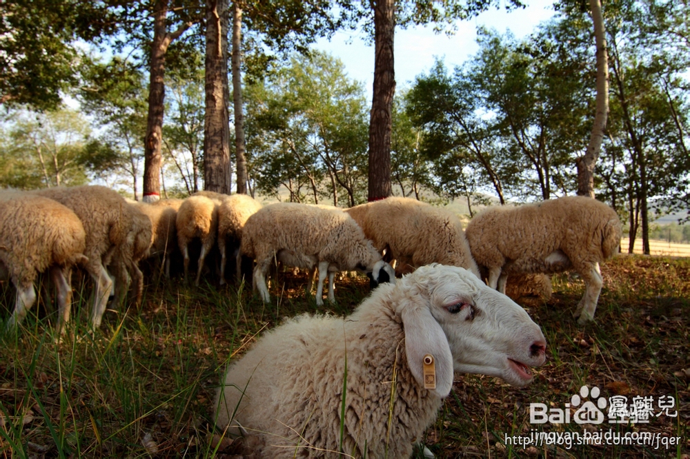 草原天路金秋游——沽源采摘记