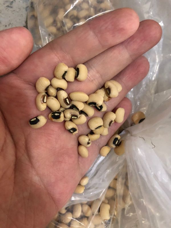 广式眉豆花生莲藕猪脚汤