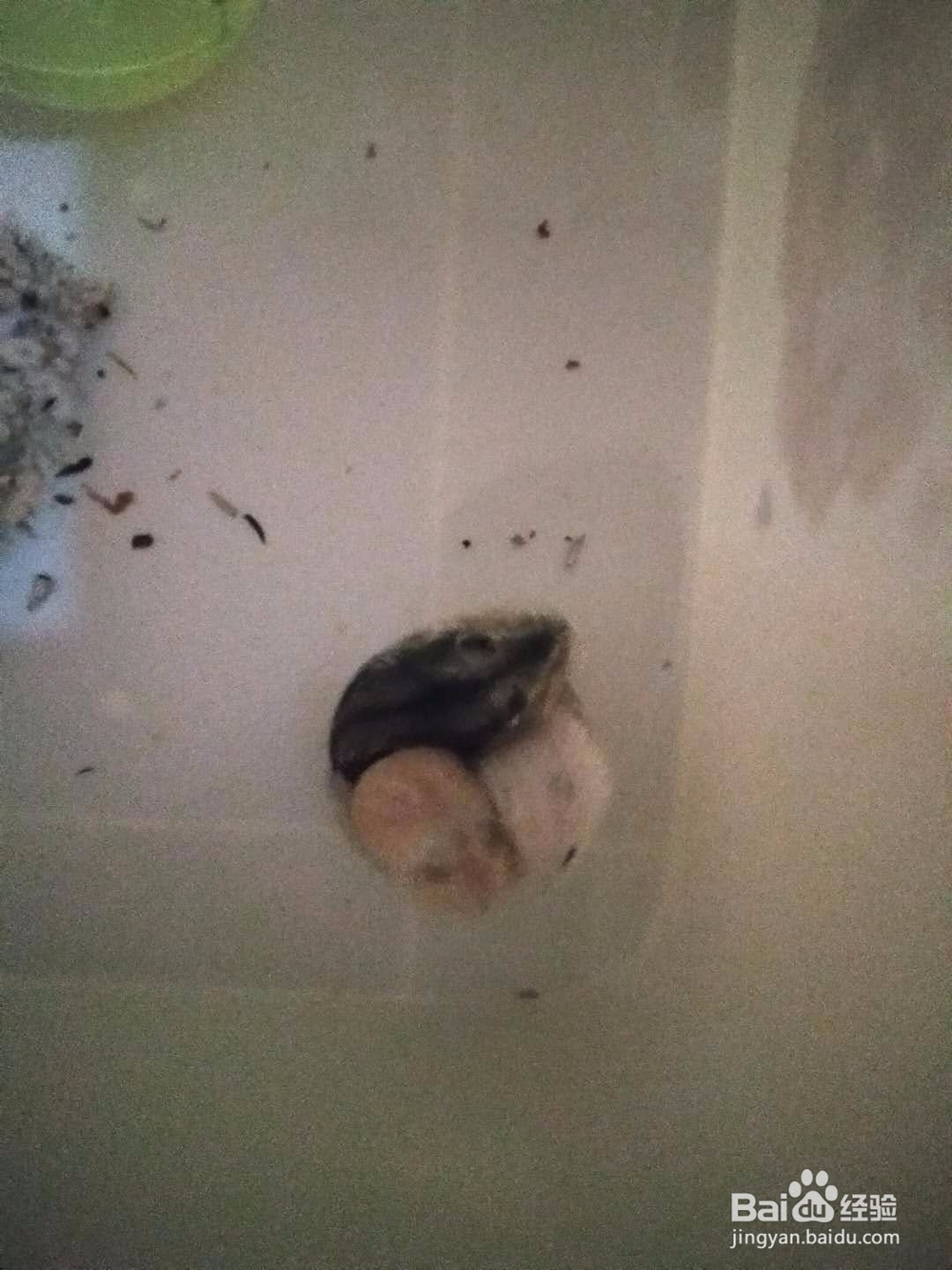 仓鼠傻呼呼的孕期日志,仓鼠怀孕怎么办