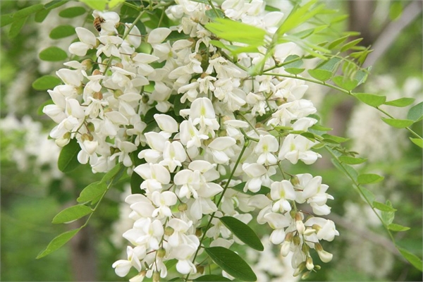 槐花开放每年一般在什么时候