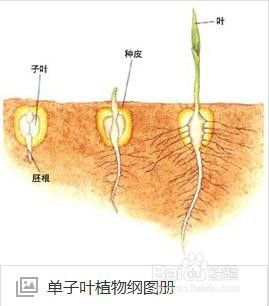 浅析铁皮石斛与紫皮石斛植物形态之区别