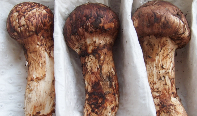 松茸是什么样子