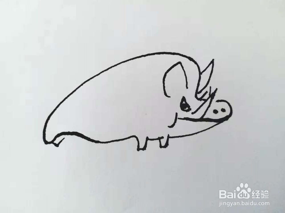 野猪的简笔画法（三）